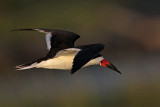 _MG_7011 Black Skimmer.jpg