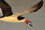 _MG_7189 Black Skimmer.jpg