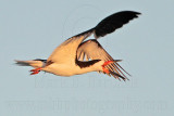 _MG_7216 Black Skimmer.jpg