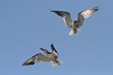 _MG_2497 Black Skimmer.jpg