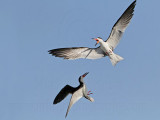 _MG_2565 Black Skimmer.jpg