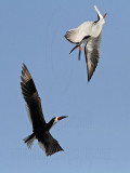 _MG_2567 Black Skimmer.jpg