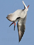 _MG_2567crop Black Skimmer.jpg