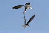 _MG_2569 Black Skimmer.jpg