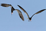 _MG_2570 Black Skimmer.jpg