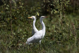 _MG_8896 Cattle Egret.jpg