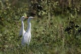 _MG_8901 Cattle Egret.jpg