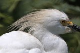 _MG_5658crop2 Snowy Egret.jpg