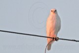 _MG_7550 leucistic Red-tailed Hawk.jpg