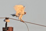 _MG_7648 leucistic Red-tailed Hawk.jpg