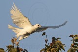 _MG_7805 leucistic Red-tailed Hawk.jpg