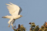 _MG_7806 leucistic Red-tailed Hawk.jpg