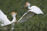 _MG_6211 Cattle Egret.jpg