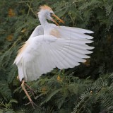 _MG_9806sq Cattle Egret.jpg