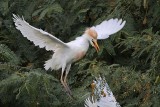 _MG_9812 Cattle Egret.jpg