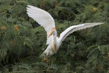 _MG_9828 Cattle Egret.jpg