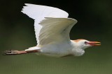Cattle Egret - breeding plumage - peak - summer 2010