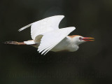_MG_6373 Cattle Egret.jpg