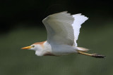 _MG_6430 Cattle Egret.jpg