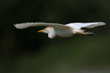 _MG_6437 Cattle Egret.jpg