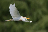 _MG_6461 Cattle Egret.jpg