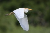 _MG_6463 Cattle Egret.jpg