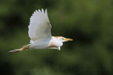 _MG_6464 Cattle Egret.jpg