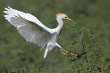 _MG_6564 Cattle Egret.jpg