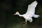 _MG_9438 Cattle Egret.jpg
