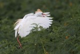 _MG_9455 Cattle Egret.jpg