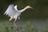 _MG_9694 Cattle Egret.jpg