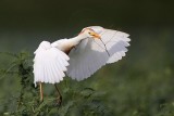 _MG_9703 Cattle Egret.jpg