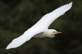 _MG_3894 Cattle Egret.jpg