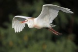 _MG_7966 Cattle Egret.jpg