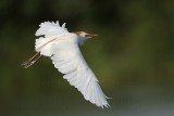_MG_7972 Cattle Egret.jpg