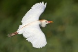 _MG_7980 Cattle Egret.jpg