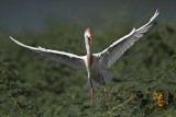 _MG_9371 Cattle Egret.jpg