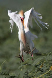 _MG_9372 Cattle Egret.jpg