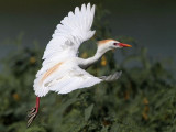 _MG_9577 Cattle Egret.jpg