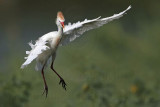 _MG_9585 Cattle Egret.jpg