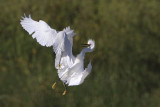 _MG_9711 Snowy Egret.jpg
