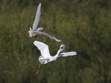 _MG_9712 Snowy Egret.jpg