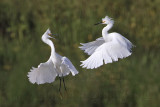 _MG_9721 Snowy Egret.jpg