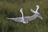 _MG_9722 Snowy Egret.jpg