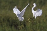 _MG_9723 Snowy Egret.jpg
