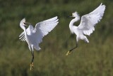 _MG_9724 Snowy Egret.jpg