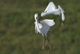 Snowy Egret - extended fight