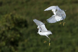 _MG_9734 Snowy Egret.jpg