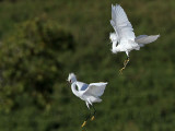 _MG_9735 Snowy Egret.jpg