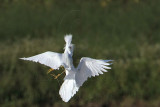_MG_9743 Snowy Egret.jpg